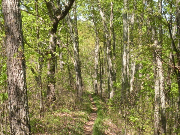 Lakeview Trail